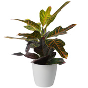 Croton Excellente + White Cachepot